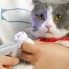 Когтерезка для кошек и мелких собак MVA с подсветкой